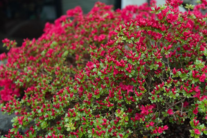 Bougainvillea Planting