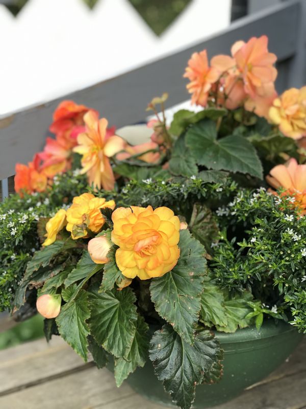 Colorful Bougainvillea Displays