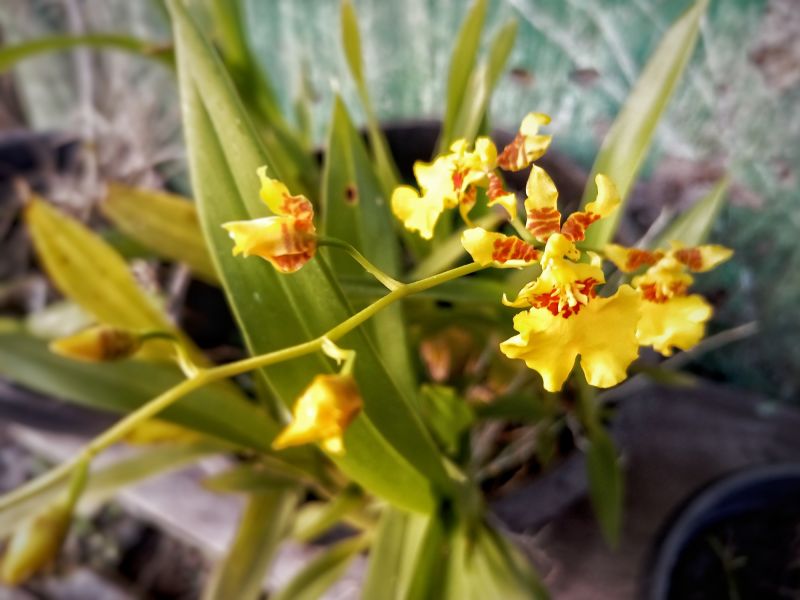 Colorful Bougainvillea