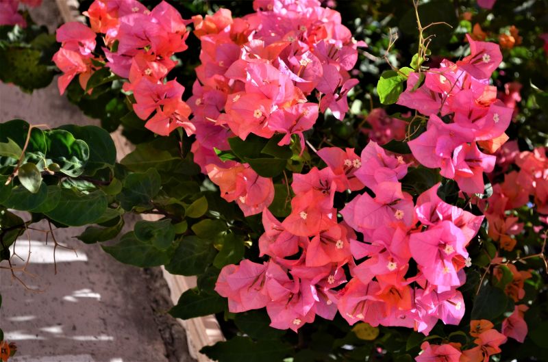 Colorful Bougainvillea Displays