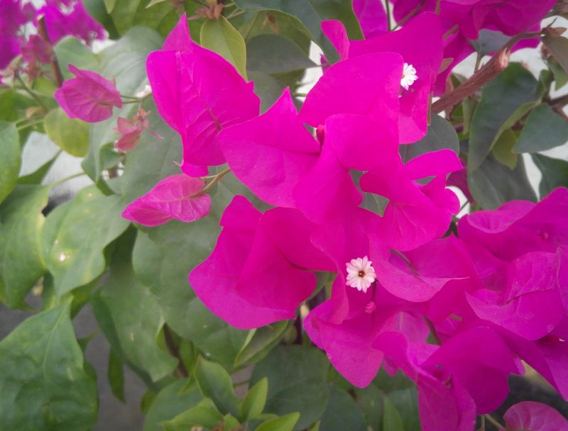 Bougainvillea in Garden Settings