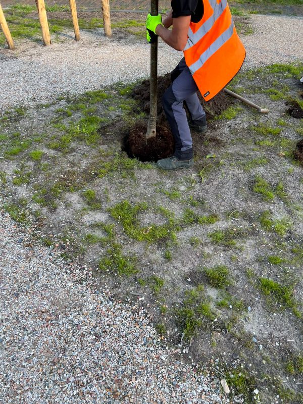Bougainvillea Planting