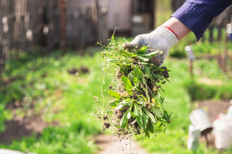 Bougainvillea Planting