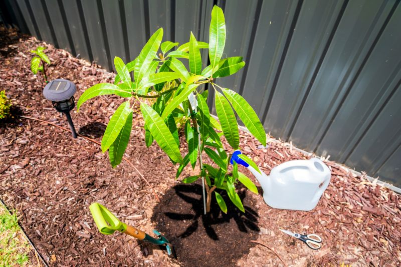 Maple Tree Planting in Ventura County, CA