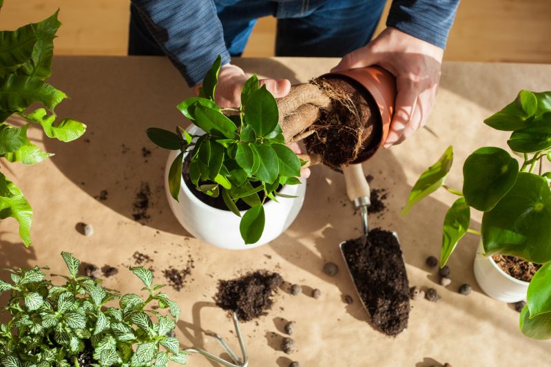 Perennials Planting in Ventura County, CA