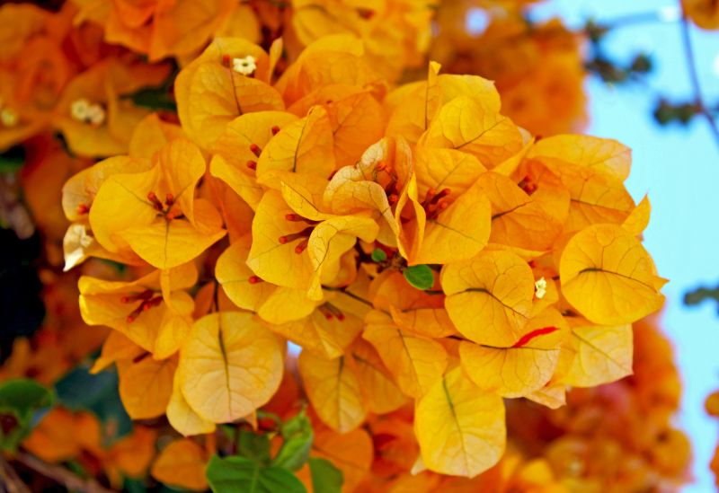 Create Natural Privacy Barriers!